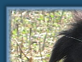 Caristan Calvin Klein Of Claygar JW