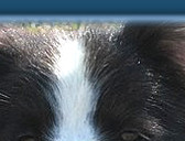 Caristan Calvin Klein Of Claygar JW