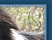 Caristan Calvin Klein Of Claygar JW