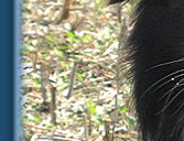 Caristan Calvin Klein Of Claygar JW