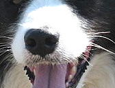 Caristan Calvin Klein Of Claygar JW