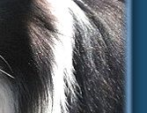 Caristan Calvin Klein Of Claygar JW