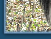 Caristan Calvin Klein Of Claygar JW