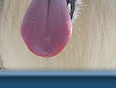 Caristan Calvin Klein Of Claygar JW