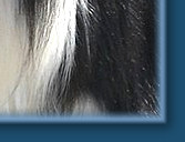 Caristan Calvin Klein Of Claygar JW