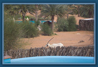 Oryx by the pool