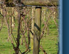 The vines April 08